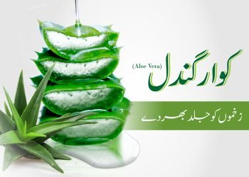 aloe vera-zakhmo (Wound remedies) ko bahr de- Kawar gandal- healing