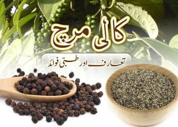 کالی مرچ-تعارف اور طبی فوائد-black pepper
