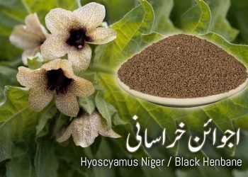 (cerely benefits) Black-Henbane Khurasan Ajwain(celery)