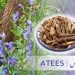 (aconitum) atees (fever solution)
