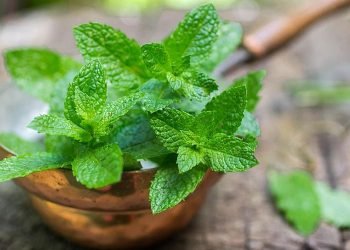 mint