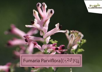 fumaria-parviflora