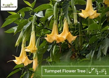 (trumpet tree) patla-padhal