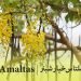 (cassia fistula) amaltas