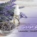 lavender(lavandula)