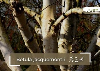 (jacquemontii birch)Bhojpatr