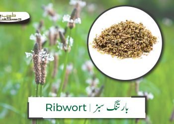 (ribwort plantain) bartang-sabz