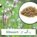 (ribwort plantain) bartang-sabz