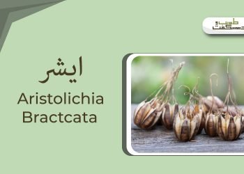 (aristolochia benefits) Aristolichia(leaves remedies)