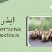 (aristolochia benefits) Aristolichia(leaves remedies)
