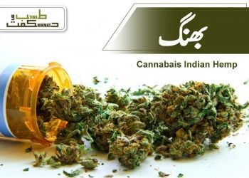 (cannabis benefits) bhang