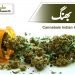 (cannabis benefits) bhang