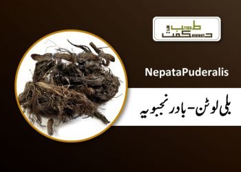 (nepeta) badranjboya