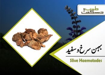 (salvia haematodes) behman