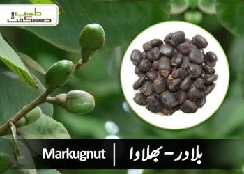 (bhilawa) semecarpus anacardium