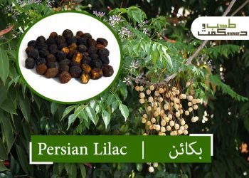 (persian lilac)bakain