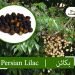 (persian lilac)bakain