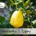 (citrus medica) bijora