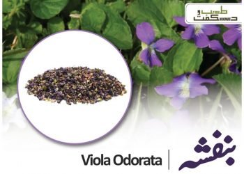 (banafsha) sweet violets