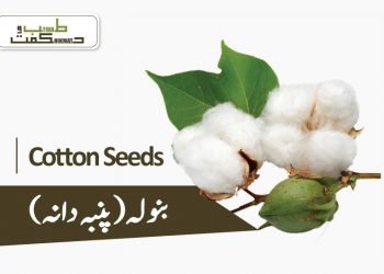 (banola) cotton-seeds