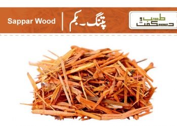 (sappan wood) patang