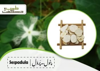 (trichosanthis) sespadula