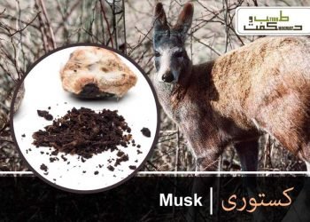 کستوری- مُشک