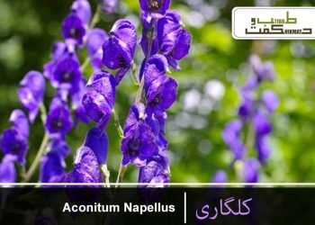 aconitum napellus