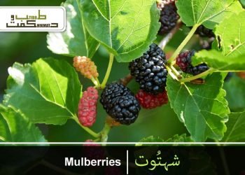 شہتُوت(تُوت)