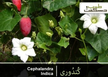 کُندُوری۔کُندور