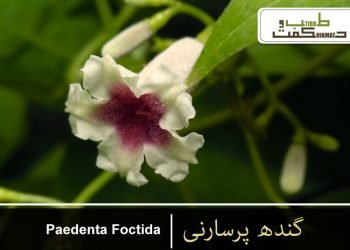 گندھ پرسارنی