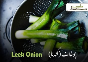 leek onion