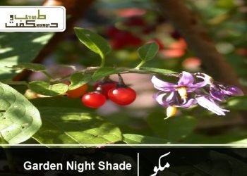 مکو (عنب الثعلب )