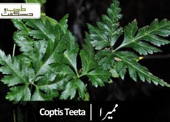 ممیرا -ممیری