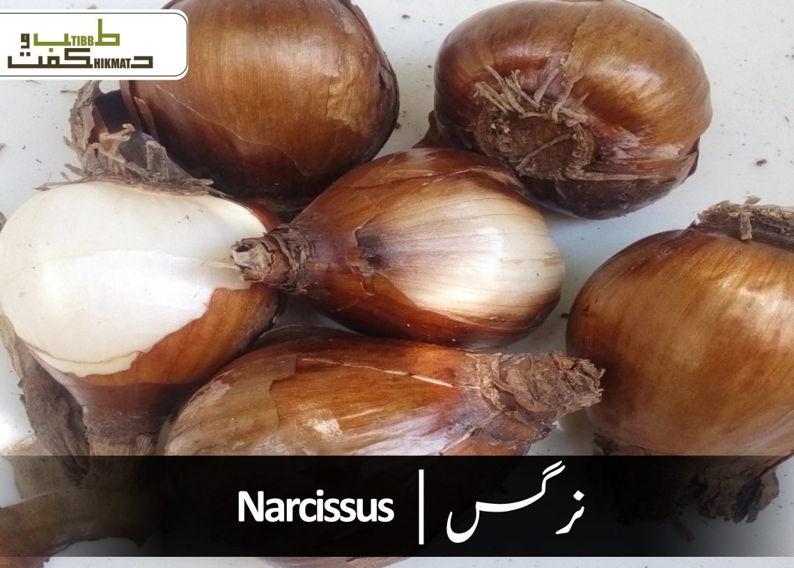 نرگس(پیاز نرگس)