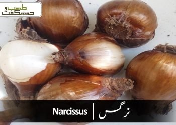 نرگس(پیاز نرگس)
