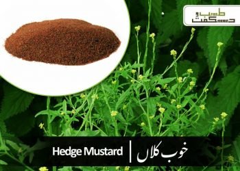 sisymbrium irio(london rocket benefits)