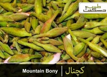 کچنال(کچنار)