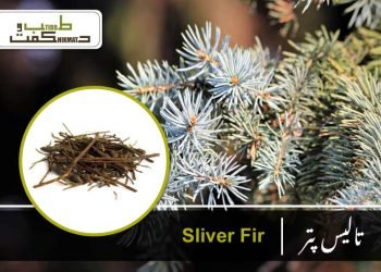 silver fir