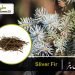 silver fir