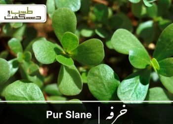 purslane
