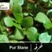 purslane