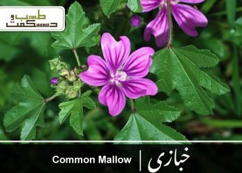 (common mallow)