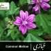 (common mallow)