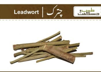 lead wort