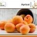 apricot benefits (khubani)
