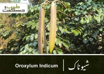(oroxylum indicum)