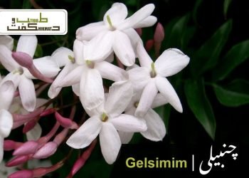 gelsemium