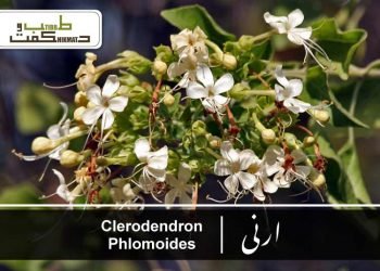 (clero-dredronphlomodes)