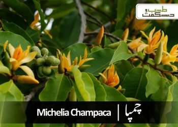 magnolia champaca